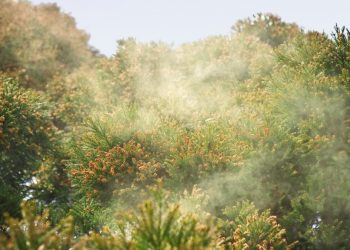 Thuốc chữa bệnh dị ứng phấn hoa (kafunsho) tại Nhật Bản