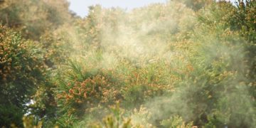 Thuốc chữa bệnh dị ứng phấn hoa (kafunsho) tại Nhật Bản